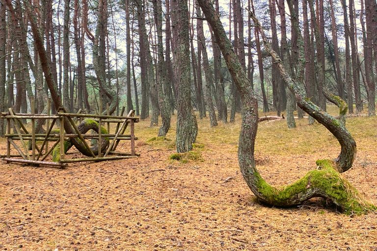 Тур в Калининград и Светлогорск — 6 дней