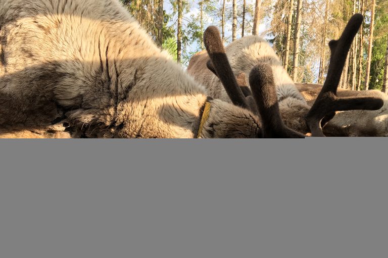 Тур в Карелию и на Валаам — 4 дня, Кижи и Рускеала