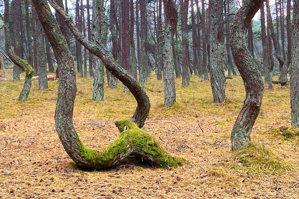 Калининград, Куршская коса и Янтарный — тур на 3 дня