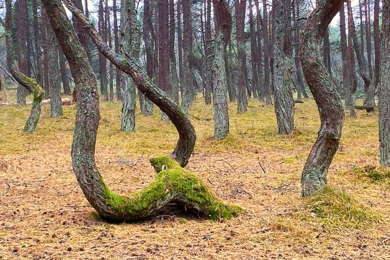 Калининград, Куршская коса и Янтарный — тур на 3 дня